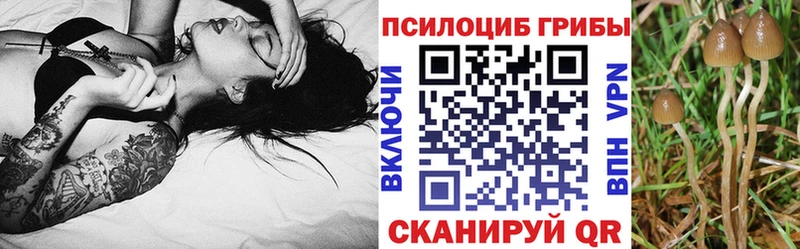 где купить   Котовск  блэк спрут ССЫЛКА  Галлюциногенные грибы Magic Shrooms 
